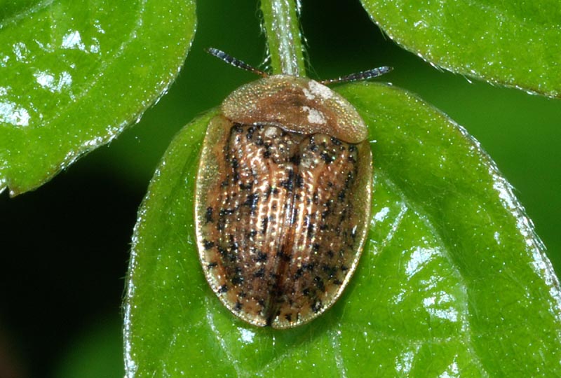 Cassida viridis, Cassida nebulosa, Hypocassida subferruginea
